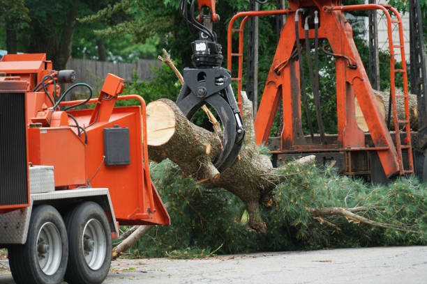 The Steps Involved in Our Tree Care Process in Stanley, NC